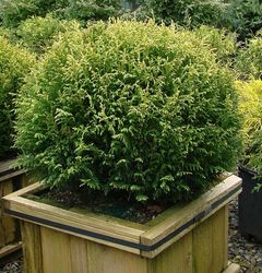 Chamaecyparis pisifera Cream Ball — photo 5